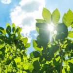 China team introduced plant-based photosynthesis in sick animals. They recovered